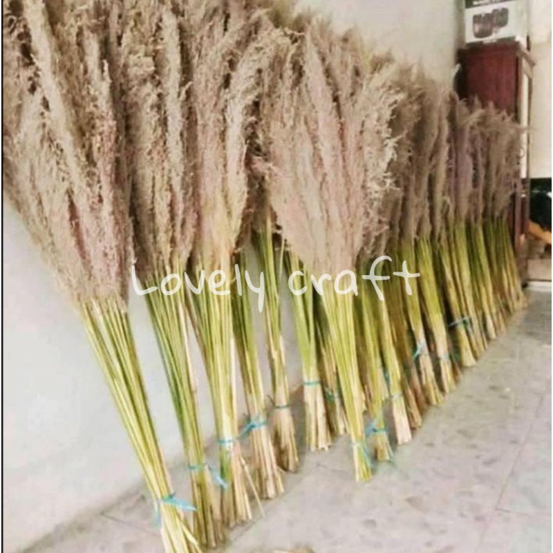 Jual Dekorasi Rustik Palem Palm Rayung Pampas Tanaman Daun Kering Sikas