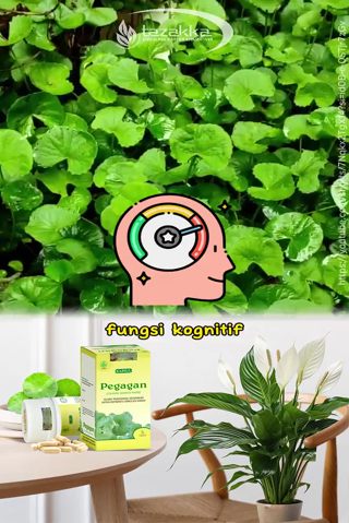 Jual ANTANAN Kapsul Original 100 Daun Pegagan Kapsul Herbal Tazakka 60