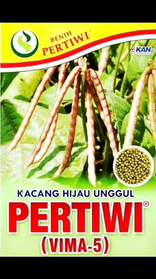 Jual BENIH KACANG HIJAU UNGGUL PERTIWI VIMA 5 Kemasan 1 Kg PRODUK BENIH