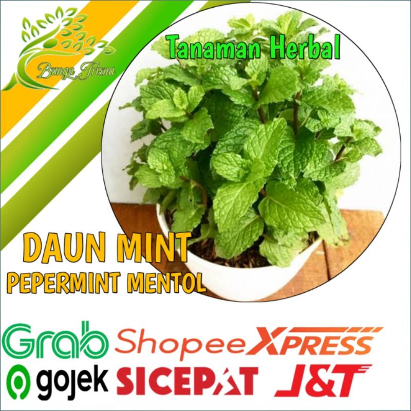 Jual Daun Mint Pepermint Tanaman Mint Pohon Herbal Bibit Daun