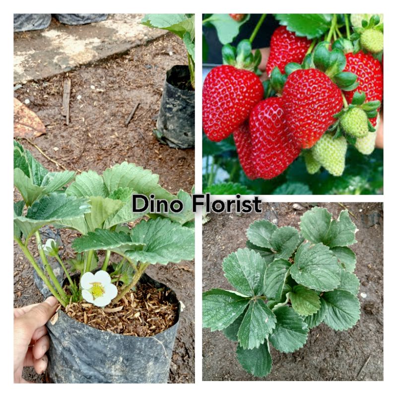 Jual Bibit Tanaman Buah Strawberry California Jumbo Berbuah