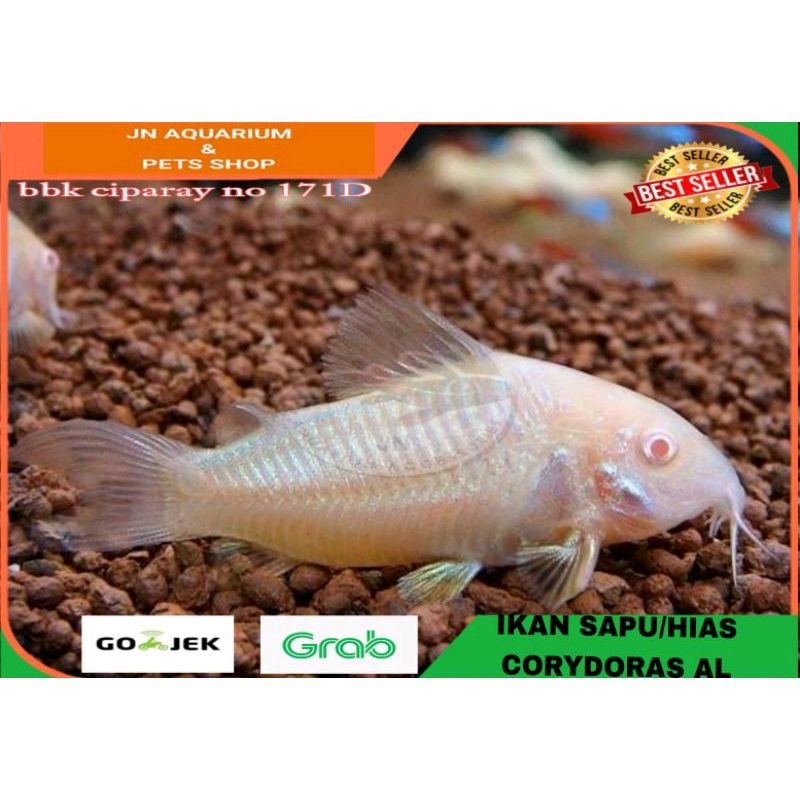 Jual IKAN HIAS CORYDORAS ALBINO AIR TAWAR AQUARIUM AQUASCAPE Shopee