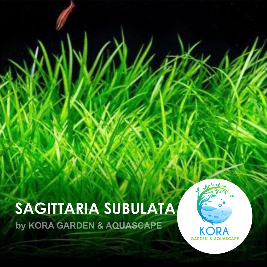 Jual Tanaman Aquascape Sagitaria Sagittaria Subulata Per Cup