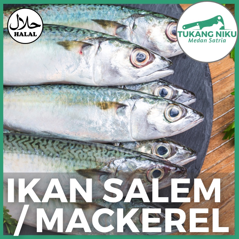 Jual IKAN SALEM MACKEREL UTUH FRESH FROZEN SEGAR BEKU SLENGSENG IQF