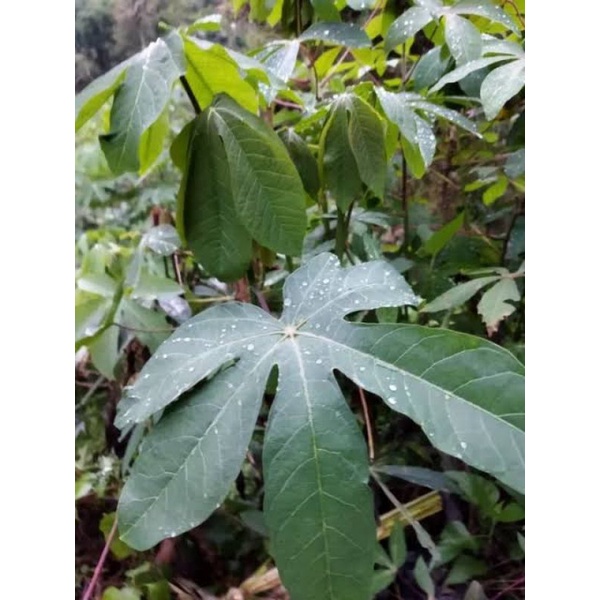 Jual Daun Singkong Segar Lalapan Gram Shopee Indonesia