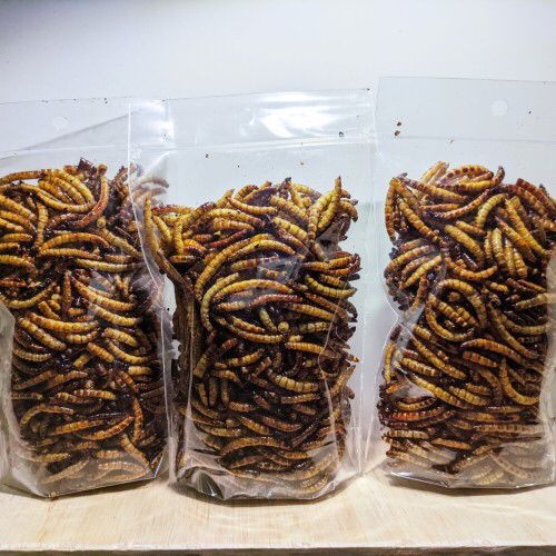 Jual Ulat Jerman Kering Dry SuperWorm Pakan Ikan Pakan Burung Reptil