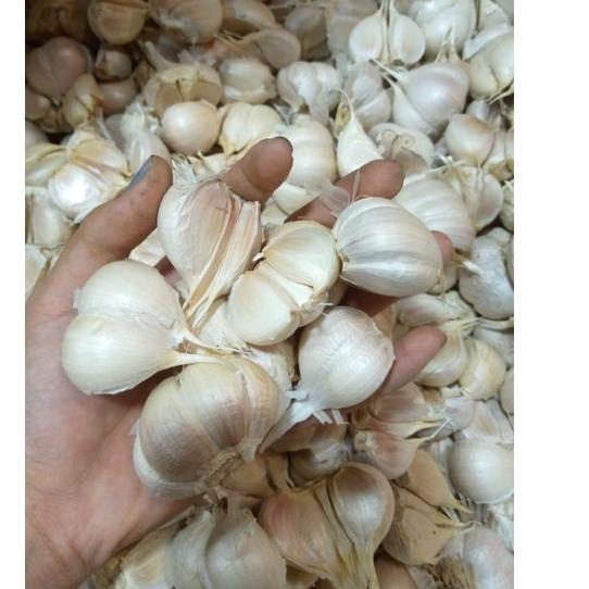 Jual Max Sale Bawang Putih Kating Bersih 1kg Shopee Indonesia