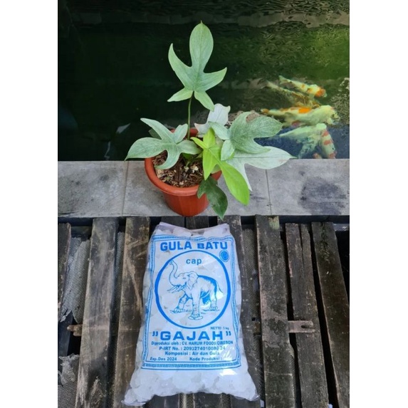 Jual Gula Batu Kristal Potongan Kecil Cap Gajah Berat Bersih 5Kg