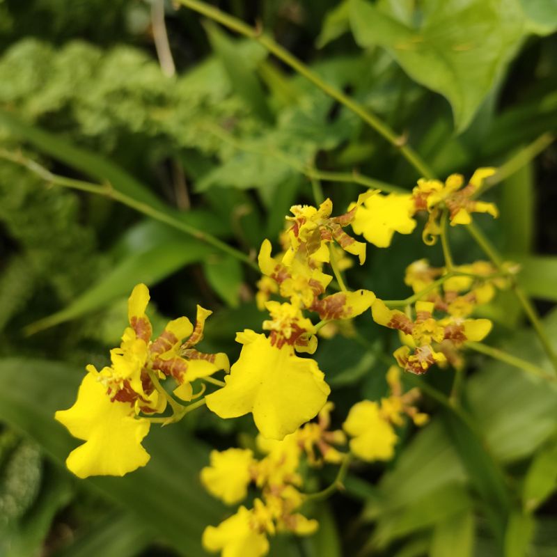 Jual Anggrek Oncidium Golden Shower Shopee Indonesia