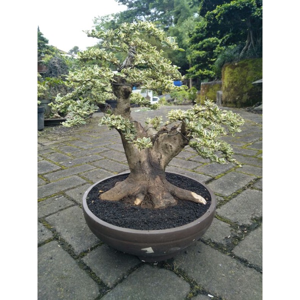 Jual Tanaman Bonsai Ligustrum Varigata Micro Istimewa Siap Pajang Siap