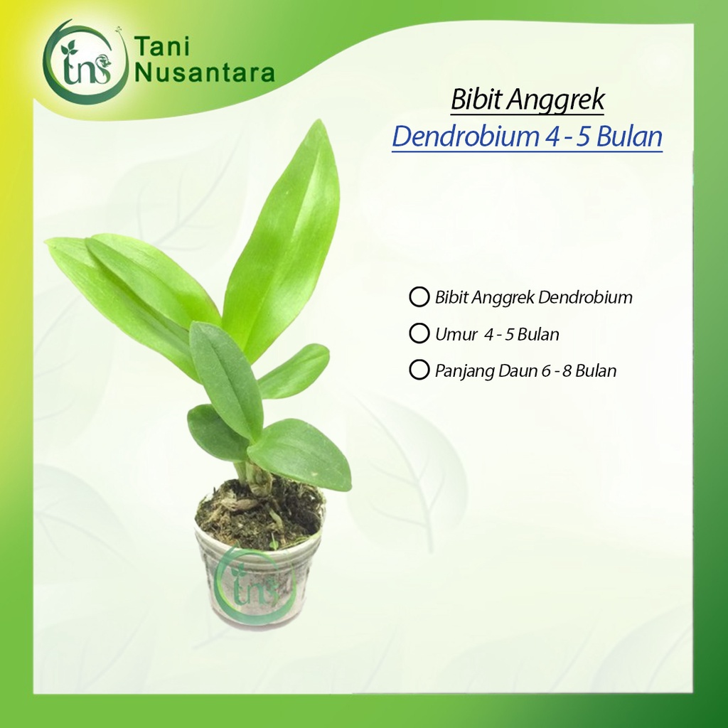 Jual Seedling Anggrek Dendrobium Melintir Hybrid Shopee Indonesia