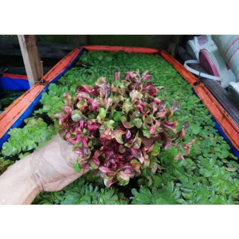 Jual Alternanthera Bettzickiana Tanaman Air Aquascape Shopee Indonesia