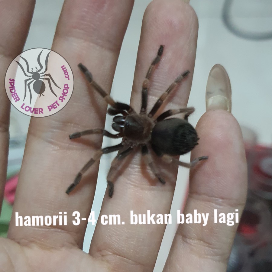 Jual Brachypelma Hamorii Male Tarantula A Shopee Indonesia