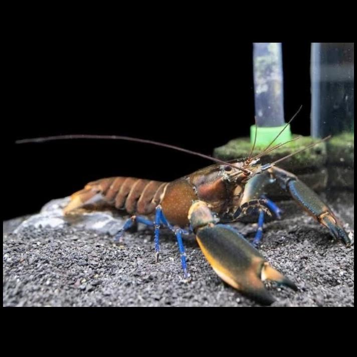 Jual Lobster Hias Papua Cherax Papua Bosemani Shopee Indonesia