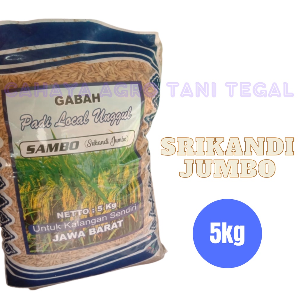 Jual Benih Padi Lokal Unggul Srikandi Jumbo Sambo Kg Shopee Indonesia