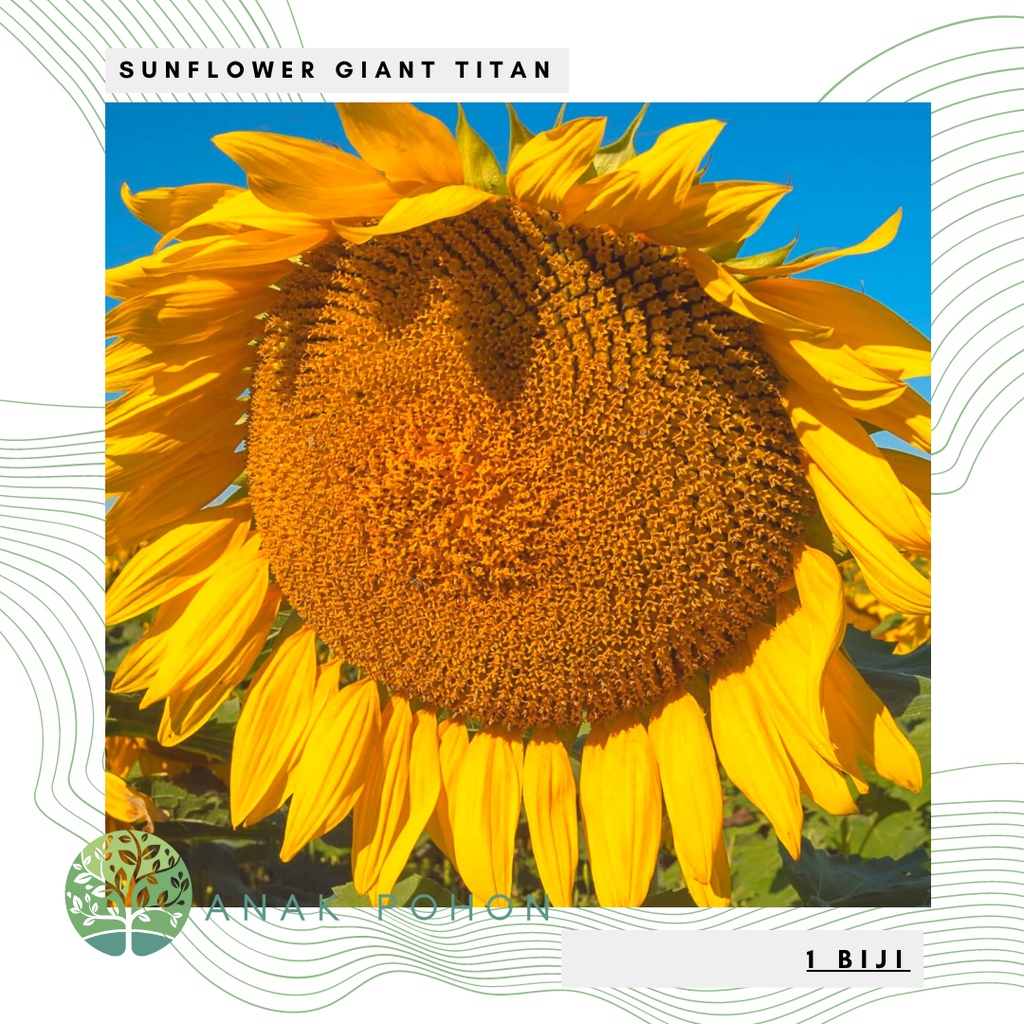 Jual Benih Bibit Biji Sunflower Giant Titan Bunga Matahari Raksasa