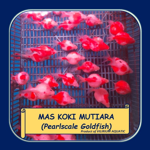 Jual IKAN HIAS AIR TAWAR IKAN MAS KOKI MUTIARA PEARLSCALE GOLDFISH