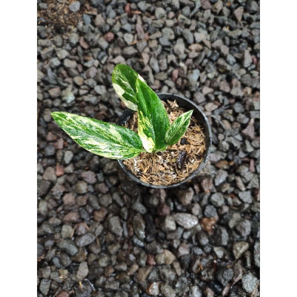 Jual Monstera Standleyana Yellow Variegata Real Pict Shopee Indonesia