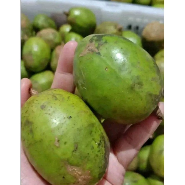 Jual Terbaik Kg Buah Kedongdong Segar Buat Rujak Dan Asinan Shopee