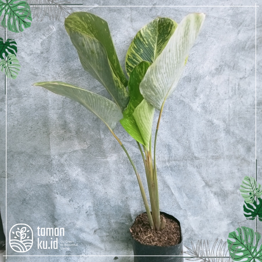 Jual Tanaman Hias Pisang Calathea Variegata Daun Pisang Lutea