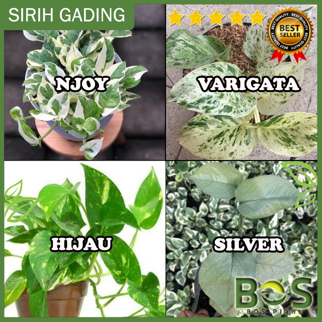 Jual Bosplant Tanaman Hias Sirih Gading Njoy Silver Compact Hijau