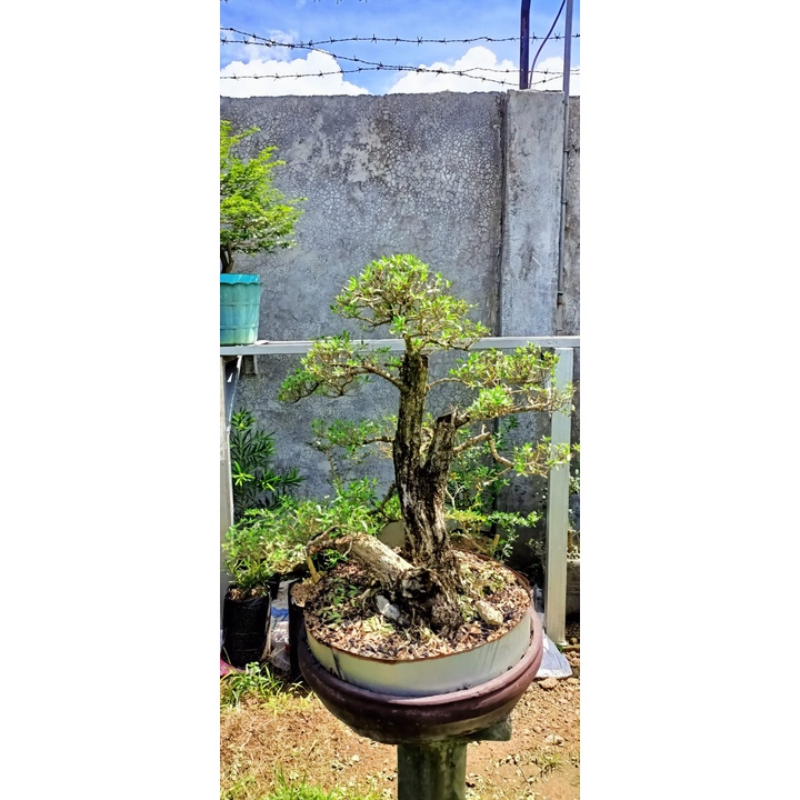 Jual Bonsai Santigi Ukuran Large Sudah Jadi Siap Pajang Shopee Indonesia