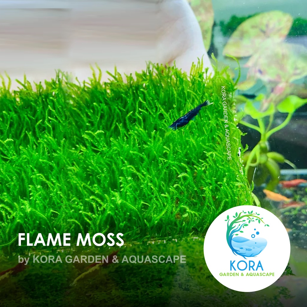 Jual Flame Moss Tanaman Air Aquascape Aquarium Kolam Low Co