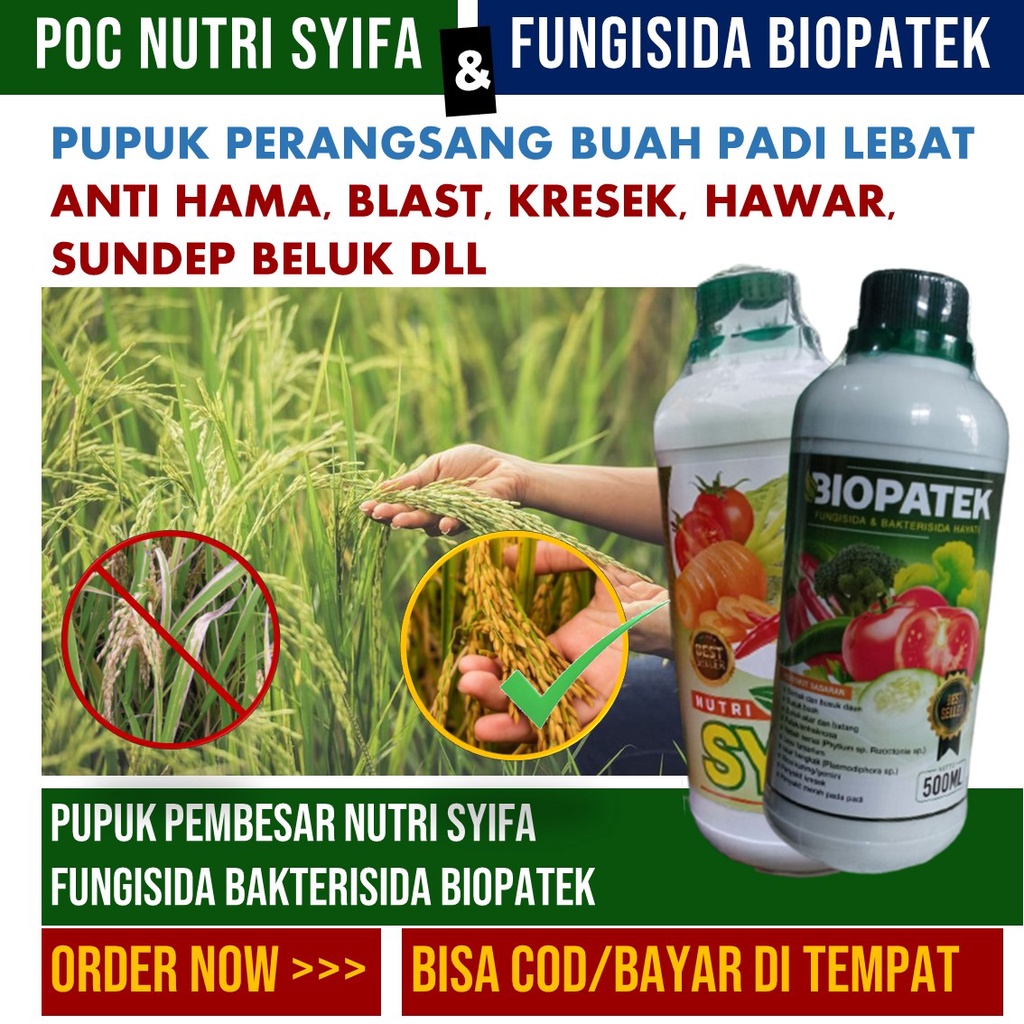 Jual TERLARIS FUNGISIDA BIOPATEK DAN NUTRI SYIFA Obat Melebatkan Padi