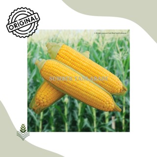 Jual Bibit Jagung Benih Jagung Bonanza NOW F1 Isi 1800 Butir East