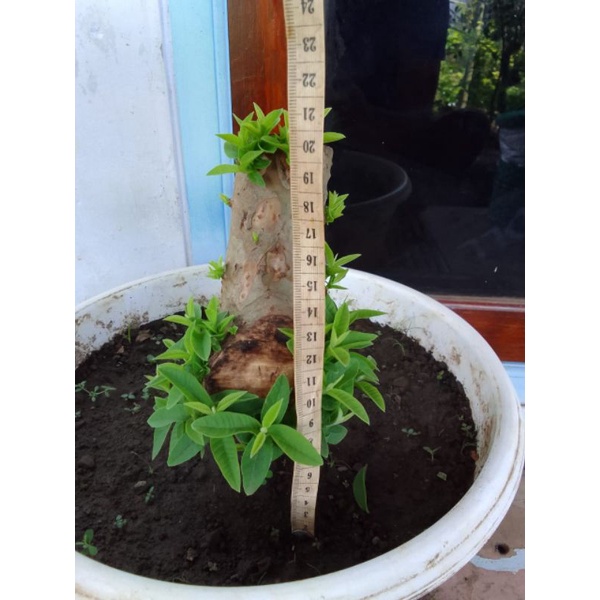 Jual Bahan Bonsai Jambu Krikil Bogel Shopee Indonesia