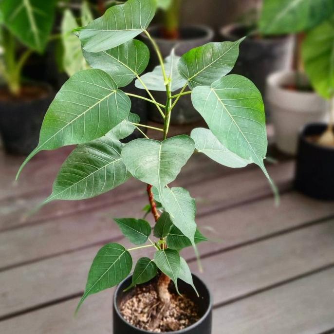 Jual Bibit Pohon Bodhi Tree Ficus Religiosa Shopee Indonesia