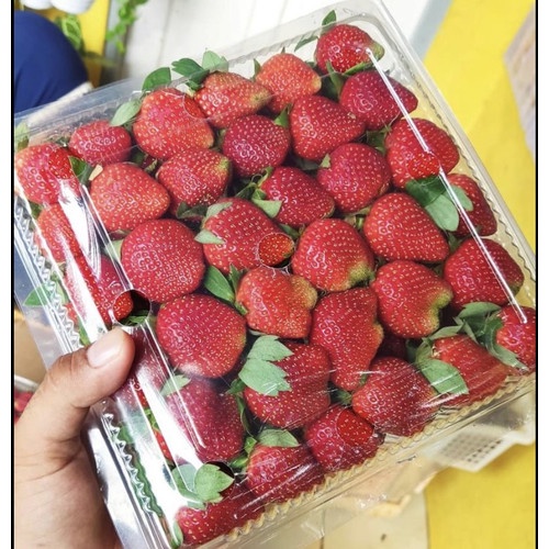 Jual Buah Strawberry Fresh Dari Kebun Premium Grade A Kemasan Kg