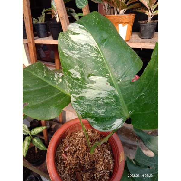 Jual Monstera Deliciosa Monstera Varigata Shopee Indonesia