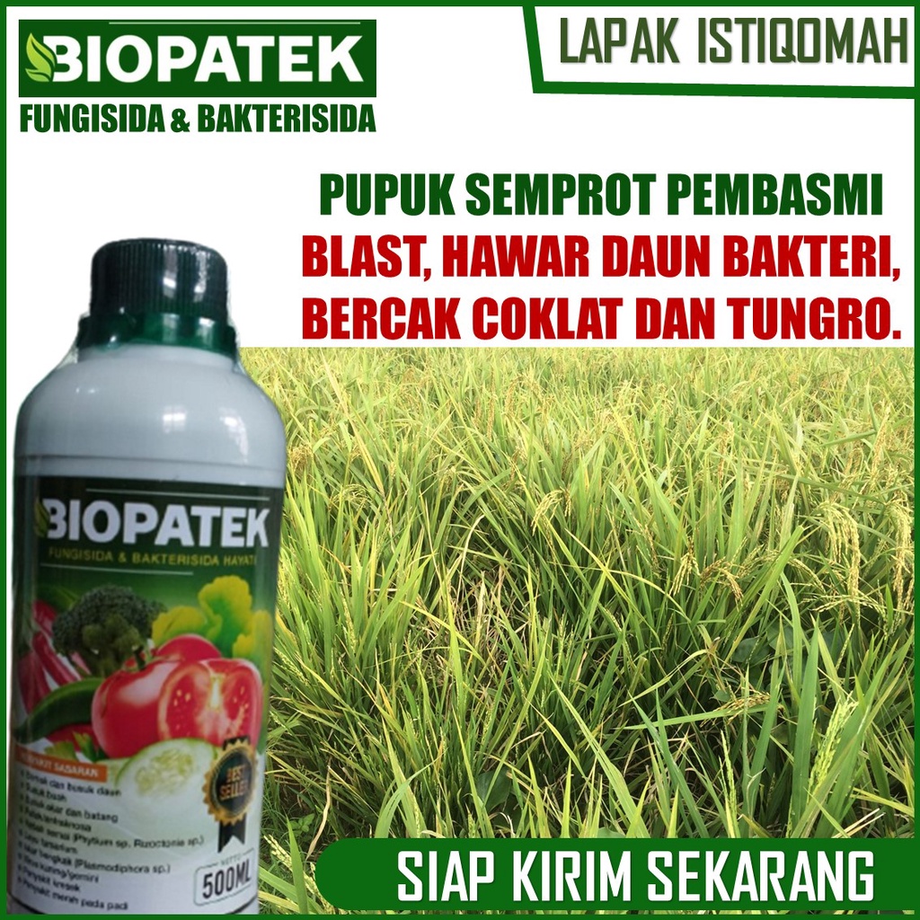 Jual Cod Murah Pupuk Padi Anti Blast Hawar Daun Bakteri Bercak