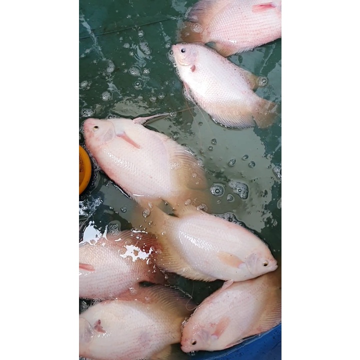 Jual Gurami Gurame Padang Albino Besar Jumbo Ukuran Jari Up