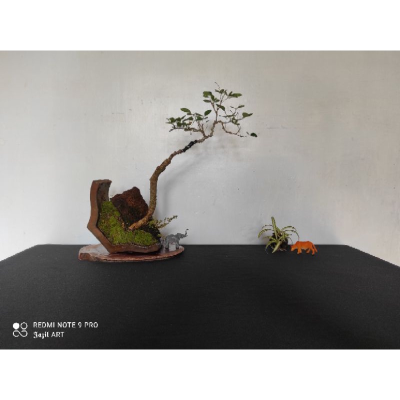 Jual Bonsai Asem Belanda Asem Kranji Shopee Indonesia