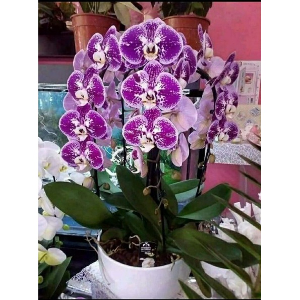 Jual Anggrek Bulan Phalaenopsis White Purple Shopee Indonesia