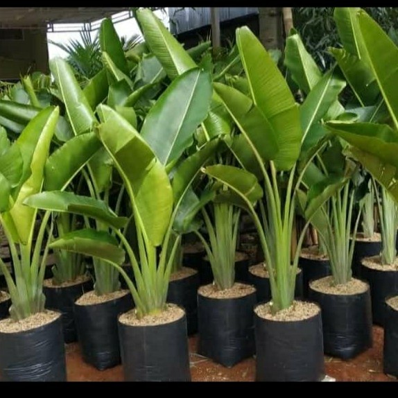 Jual MUST HAVE TANAMAN HIAS PISANG KIPAS DAUN PENDEK BISA INDOOR