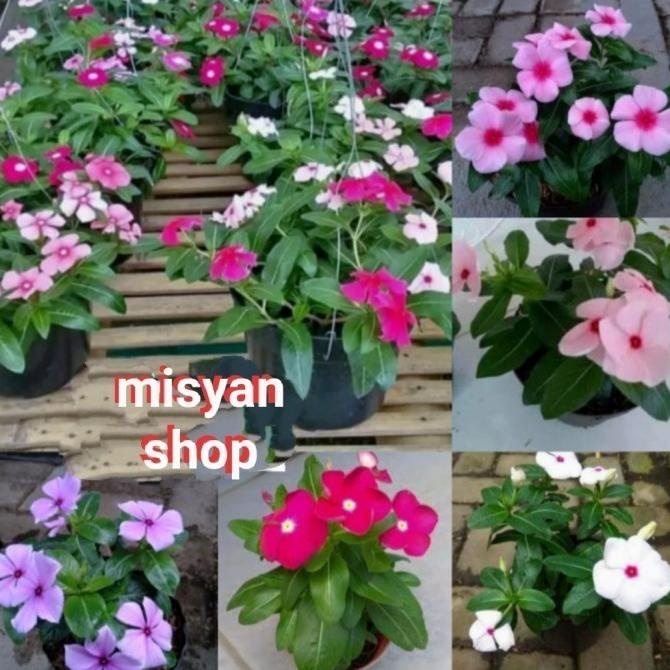 Jual Limited Tanaman Hias Vinca Tapak Dara Vinca Tanaman Bunga