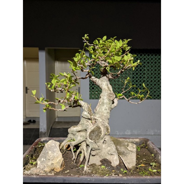 Jual Bonsai Beringin Kimeng Bogel Sudah Jadi Siap Pajang Shopee Indonesia