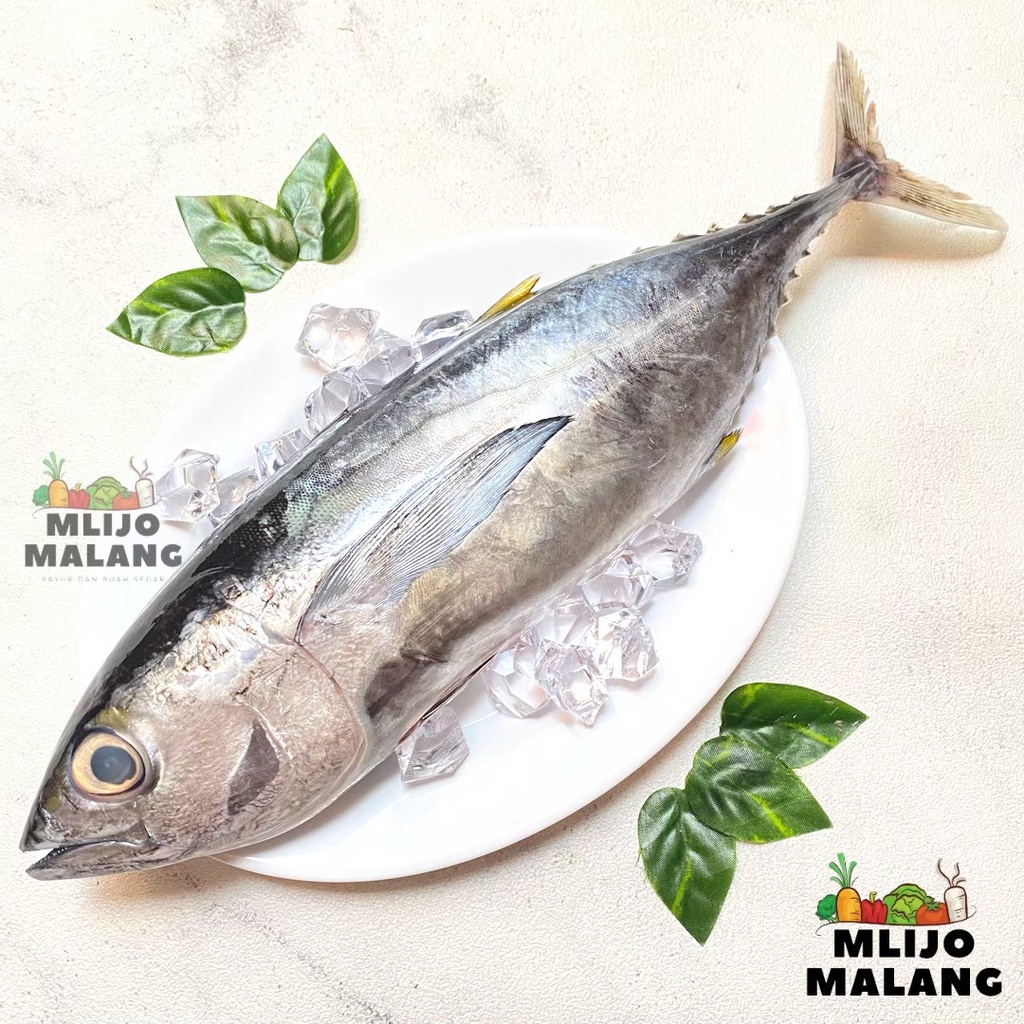 Jual Ikan Tuna Segar Shopee Indonesia