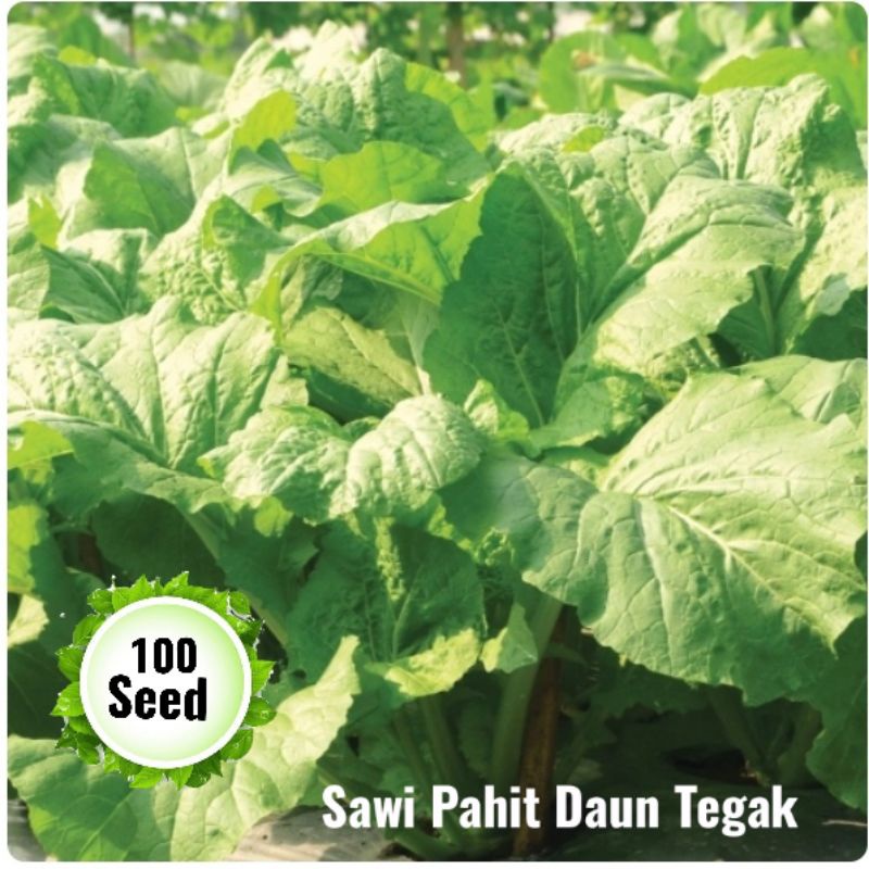 Jual Benih Sawi Pahit Daun Tegak Seed Benih Biji Tanaman Sayuran