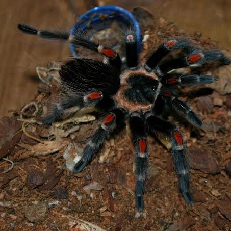 Jual Brachypelma Auratum Mexican Flame Knee Tarantula Arrival