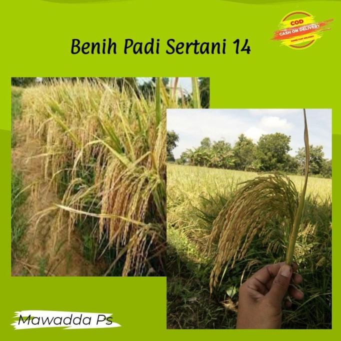 Jual Benih Padi Sertani 14 Bibit Padi Unggul 5kg Shopee Indonesia