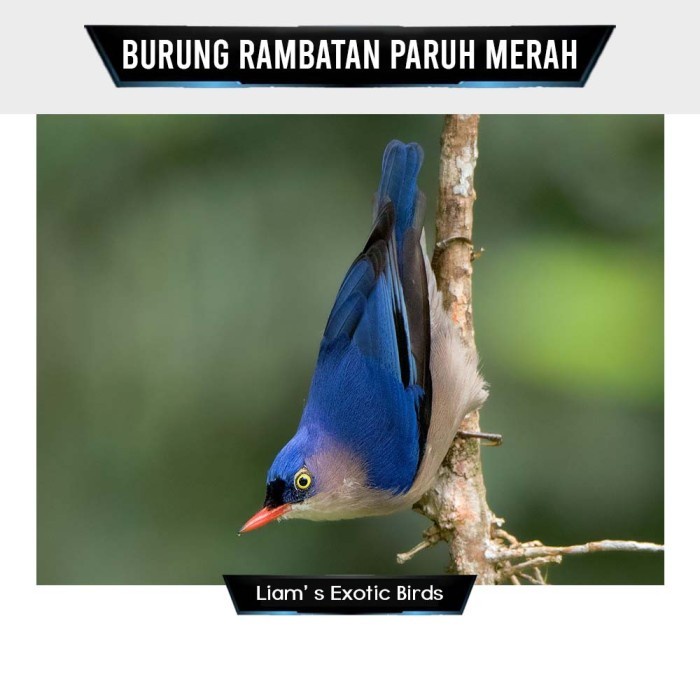 Jual Burung Rambatan Paruh Merah Gacoran Fullset Shopee Indonesia