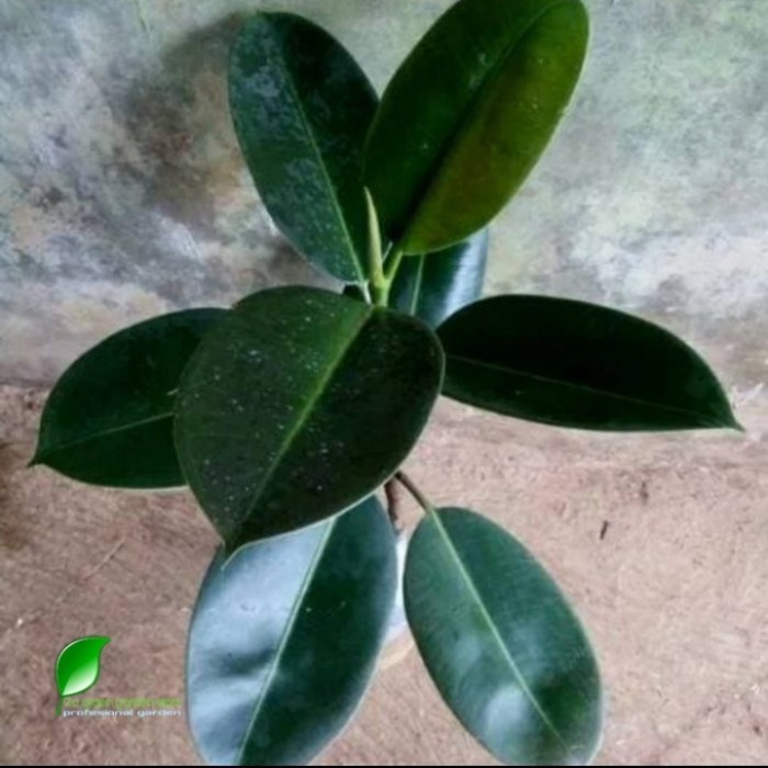 Jual Tanaman Hias Karet Kebo Rubber Plant Pohon Indoor Karet Kerbau