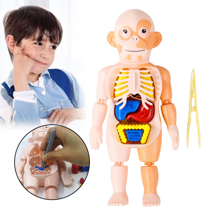 Jual Mainan Edukasi Anatomi Tubuh Manusia Human Organ Anatomy Belajar