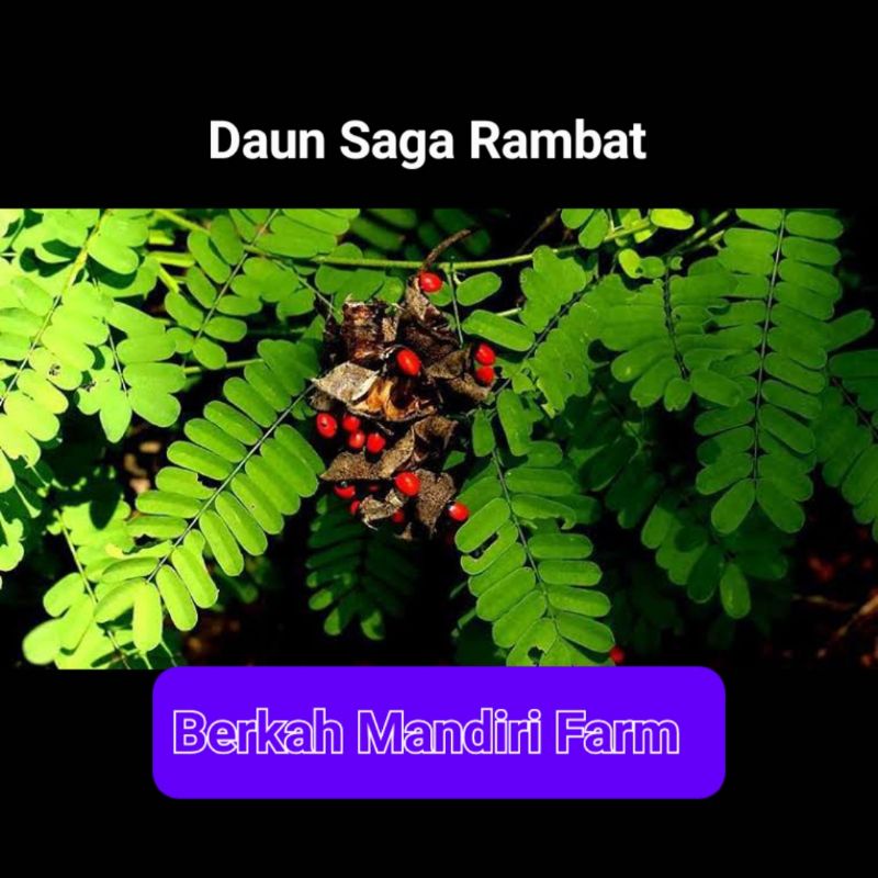 Jual Daun Saga Rambat Segar Langsung Petik Shopee Indonesia