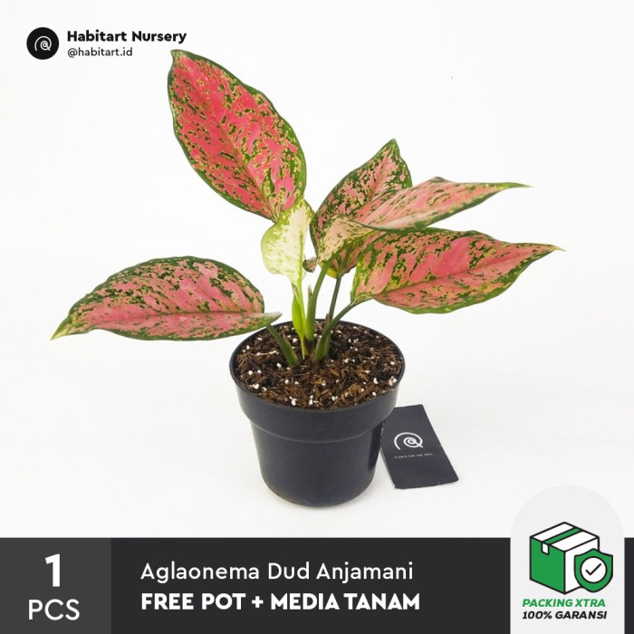 Jual Aglaonema Dud Anjamani Tanaman Hias Koleksi Houseplant