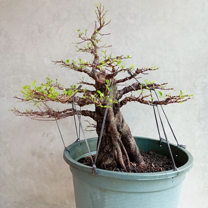 Jual Bonsai Kimeng Beringin Pohon Kimeng Tanaman Beringin Kimeng